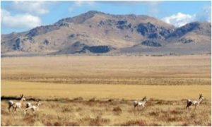 antelope